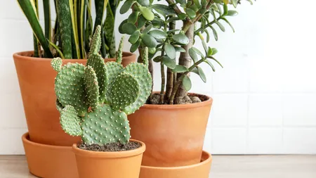 Fructul EXOTIC care îți poate întări imunitatea și reduce colesterolul se găsește într-o plantă neașteptată