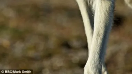 Imagini inedite într-o pădure din Brașov. Momentul în care un lup „a vizitat