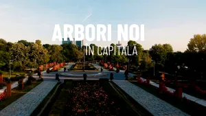 VIDEO Arbori noi în Capitală (REPORTAJ)