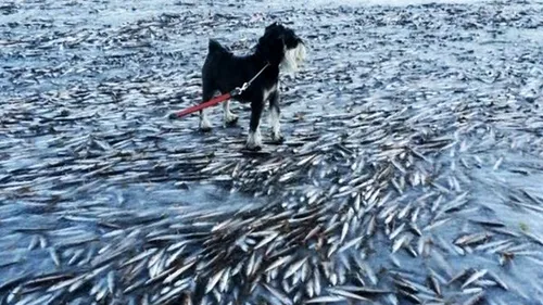 FOTO: Un întreg banc de pești a înghețat în Norvegia