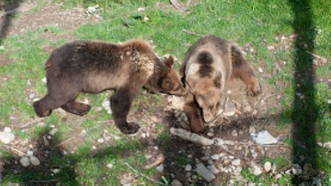 Trenuleț pentru turiști, inaugurat la Rezervația de urși de la Zărnești