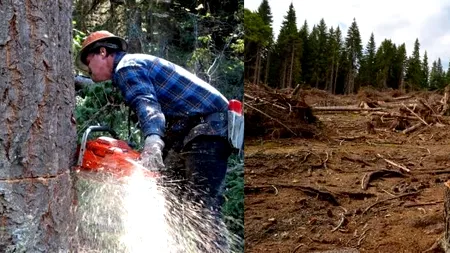 MARELE MISTER DIN PĂDURE: în ciuda DEFRIȘĂRILOR SĂLBATICE, avem mai multe păduri decât acum 10 ani. EXCLUSIV