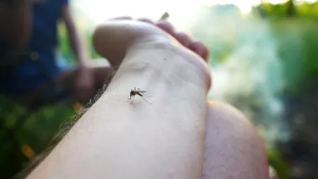 Ce să nu folosești niciodată în casă pentru a omorî insecte. Dr. Radu Țincu avertizează: „Am avut pacienți care au murit după expunere