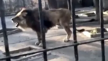 Garda Națională de Mediu a descoperit primul exemplar de LIGRU din România într-o grădină zoologică improvizată din Suceava