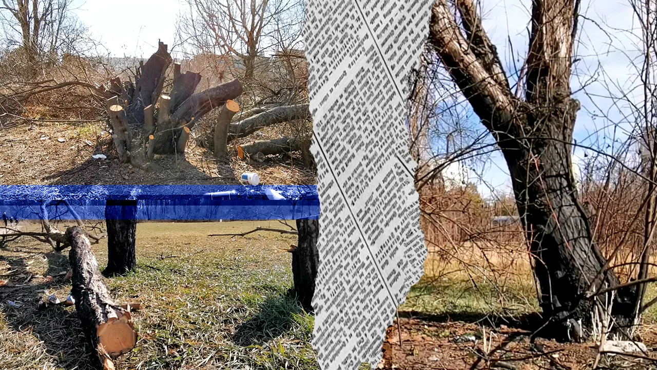 EXCLUSIV VIDEO | Cum au dispărut zeci de copaci din zona retrocedată a Parcului IOR. Doi ani de defrișări ilegale, pârjoliri și otrăviri de arbori. ”Înainte era verde, frumos, acum este totul uscat”
