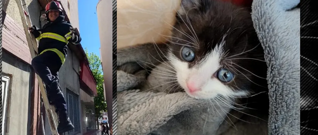 FOTO | Operațiunea „Salvați pisicuța!”. Cine a adoptat micuța felină cu ochi albaștri după ce a fost salvată de pompieri