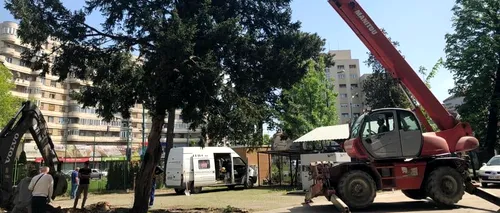 Mobilizare impresionantă a angajaților Spitalului Timișoara: Un copac uriaș, de 6,6 tone, a fost salvat de la tăiere de aceștia - VIDEO / FOTO
