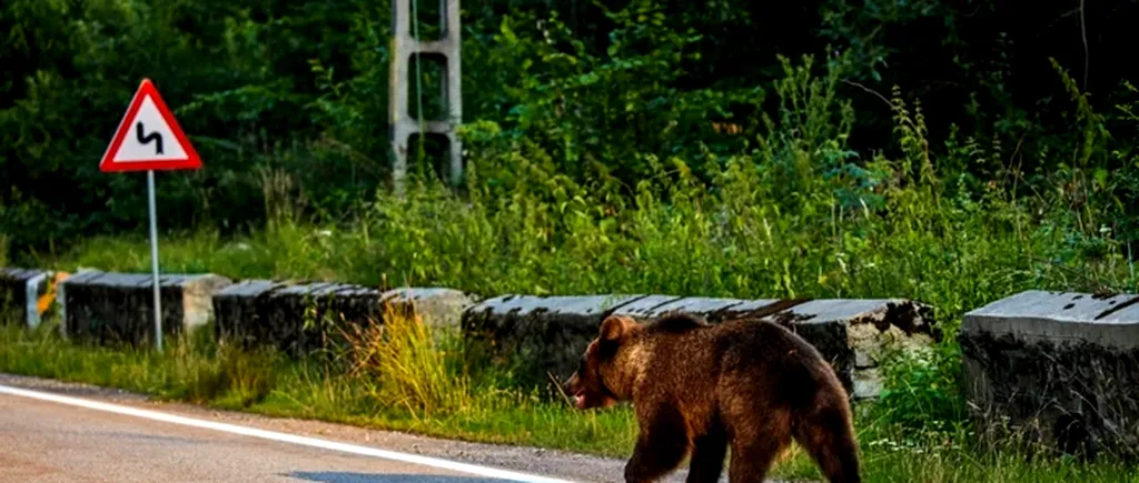 Urs văzut pe străzile din Ploiești. Autoritățile au emis un mesaj RO-ALERT