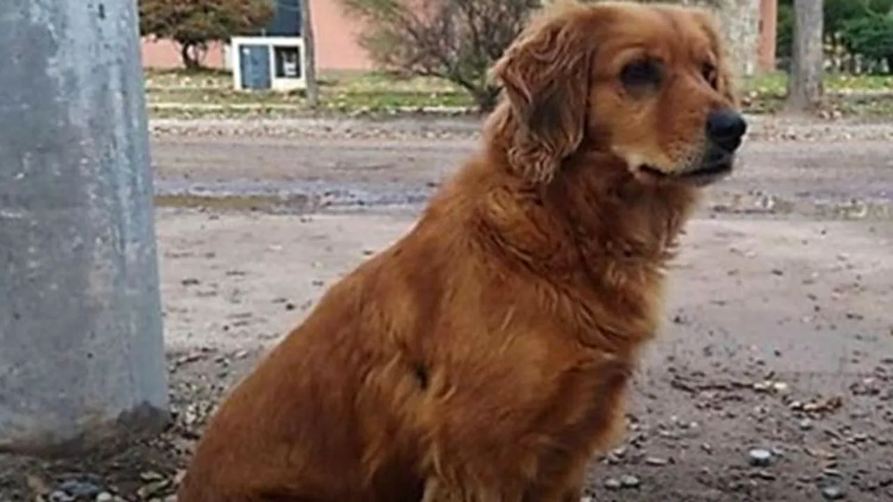 Povestea lui „Hachiko din Argentina