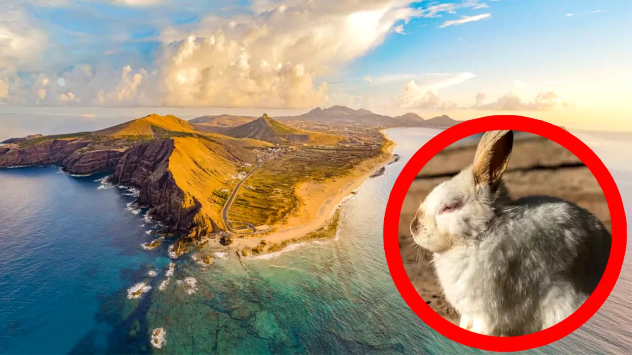 În 1418, un navigator portughez a eliberat o iepuroaică pe insula Porto Santo. Ce s-a găsit 443 de ani mai târziu