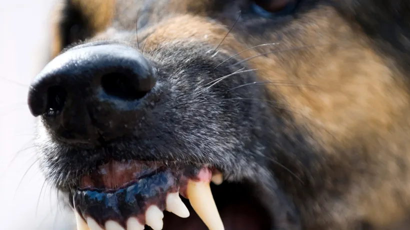 Peste 1.100 de persoane mușcate de câini în București, în primele patru luni din 2013. Câte cazuri au fost în fiecare sector