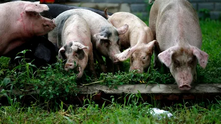 Pesta porcină face ravagii în România. 40 de județe, afectate de molimă! Anunțul ANSVSA