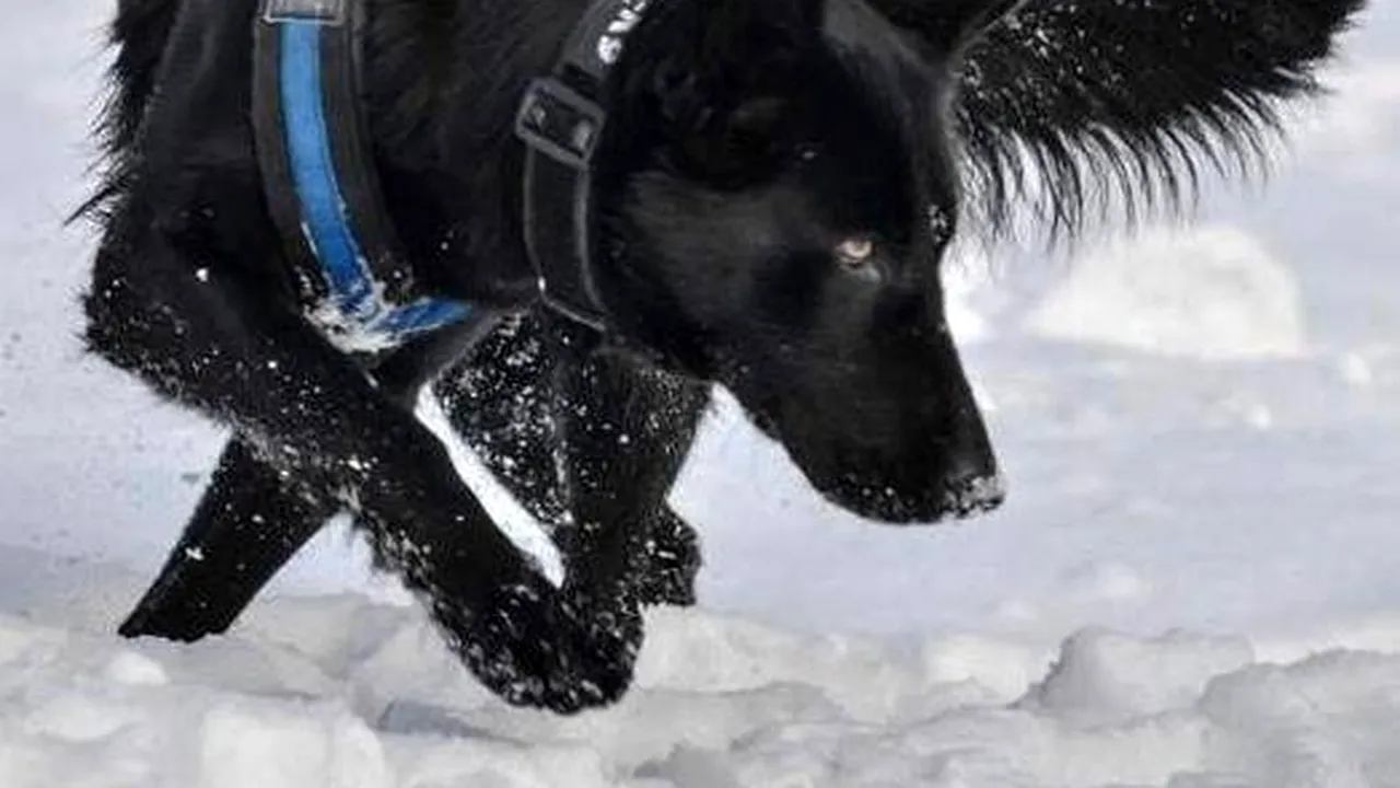 Povestea cățelușei Teba, cel mai bun polițist cu blană: Are doar patru ani şi a descoperit asasinul unei duble crime