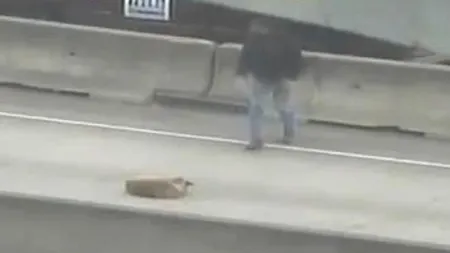 Operațiunea de salvare spectaculoasa. Și-a riscat propria viață ca să salveze un câine rănit pe șosea - VIDEO