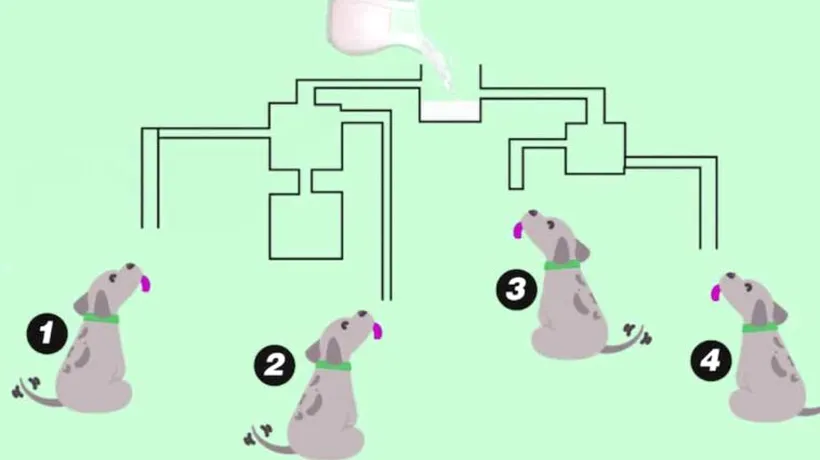 Test IQ: Care dintre cei patru câini poate bea laptele? Doar geniile pot da răspunsul în mai puțin de 20 de secunde!