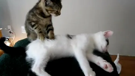 VIDEO. Cum se bucură de masaj două feline