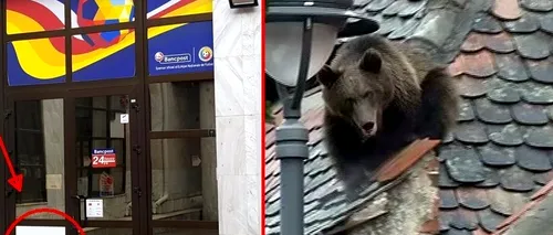 Motivul pentru care dosarul ursului împușcat la Sibiu a fost mutat la Alba Iulia