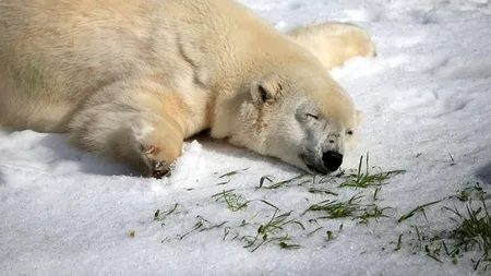 Cadoul primit de ziua lor de doi urși polari de la o grădină zoologică din SUA. FOTO