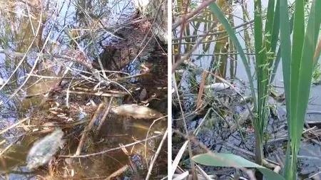 Dezastru ECOLOGIC în Dolj: Peștii din două lacuri, morți din cauza lipsei de oxigen