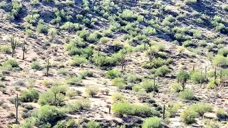 Test de optică | Ai ochi de VULTUR dacă poți găsi calul din această imagine