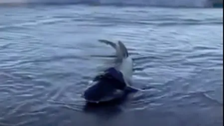 Un rechin a fost la un pas de moarte după ce s-a sufocat din cauza plasticului. Reacția admirabilă a turiștilor - VIDEO
