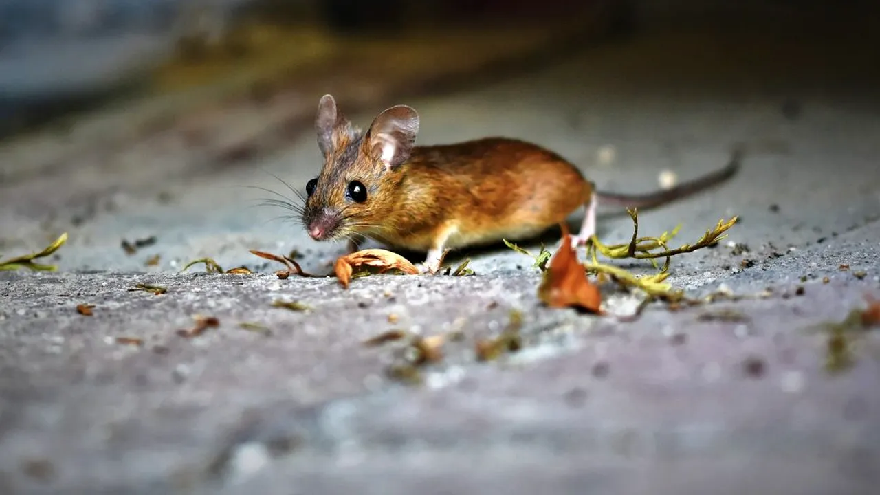 Jucătoarele de tenis care trebuiau să joace la Australian Open au fost carantinate în camere cu șoareci 