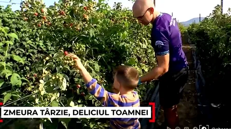 Zmeura de toamnă, un deliciu al verii pe mesele românilor. Cât a ajuns să coste un kilogram