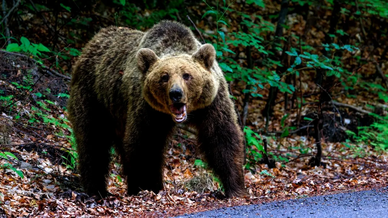 Un bărbat a fost atacat de urs după ce mașina în care se afla a lovit animalul într-o localitate din Mureș. Ce s-a întâmplat la scurt timp