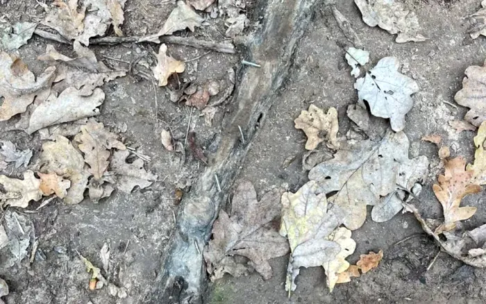 Sursa foto: gds.ro - Captura foto