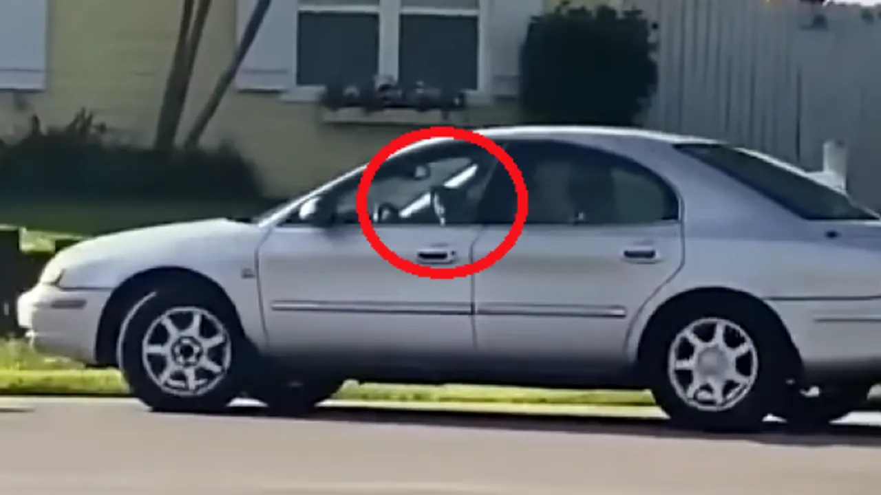 Incident bizar. Un câine a fost filmat „conducând