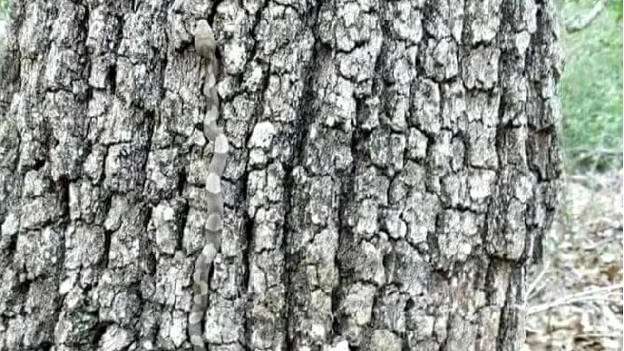 Iluzie optică VIRALĂ. Doar cei cu privire de lunetist pot găsi șarpele din imagine în 5 secunde