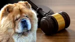 Explicația absolventului de la Marină Militară judecat pentru zoofilie. Acuzatul este fiul unei politiciene