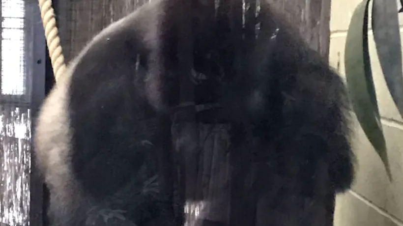 O gorilă periculoasă a fugit dintr-o grădină zoologică la Londra. A fost găsită și tranchilizată