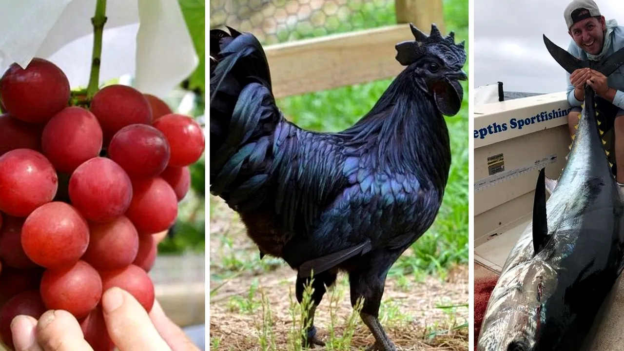 TOP 19 - Cele mai scumpe alimente din lume. Primul costă 350.000 dolari kilogramul