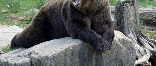 O nouă avertizare Ro-Alert la Sinaia: A fost semnalată prezența unei ursoaice cu pui, în zona Castelului Peleș
