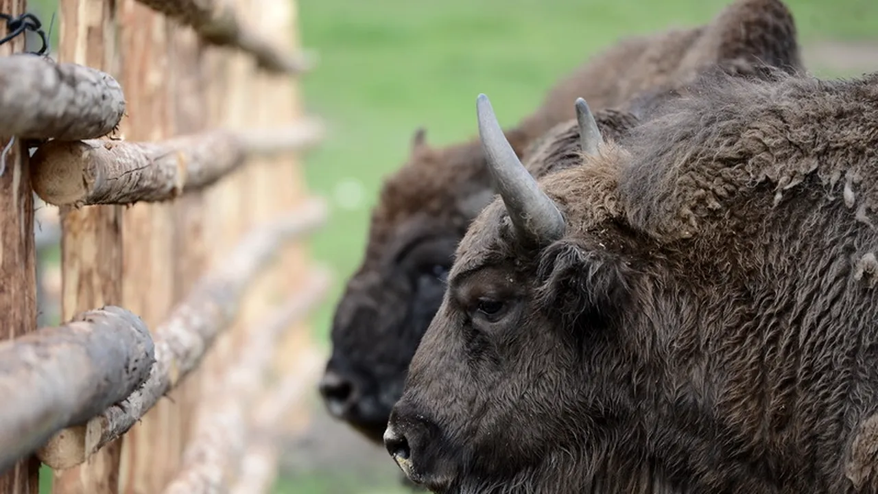 Un al șaselea zimbru a murit în Rezervația Hațeg-Slivuț: pentru patru dintre ei s-a confirmat boala limbii albastre