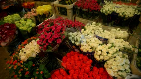 De ce și-au pierdut trandafirii mirosul