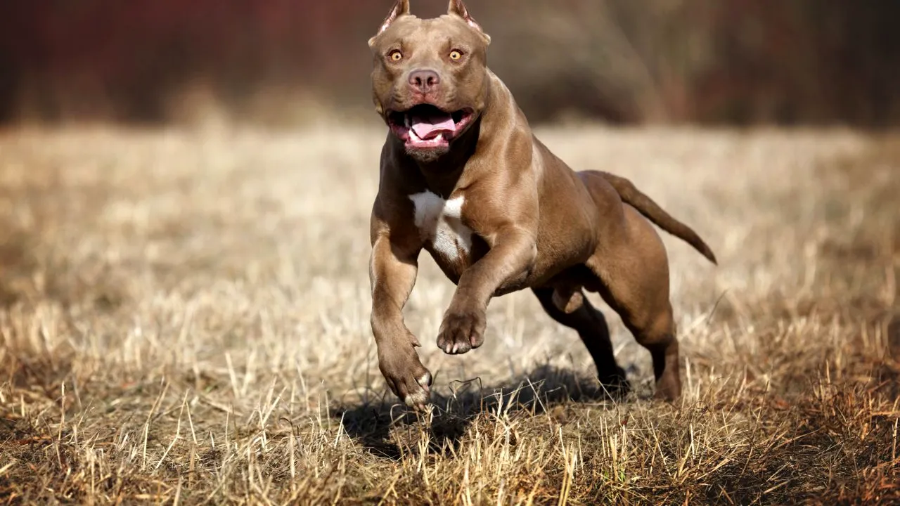 Tragic. Un copil de zece ani a murit după ce a fost atacat de un pitbull