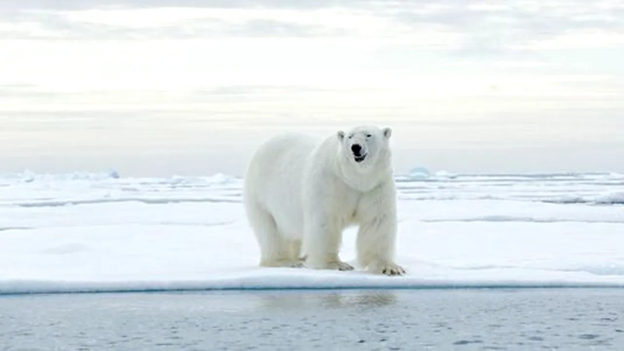 Un grup de cercetători ruși a fost încojurat de 10 urși polari pe o insula din Oceanul Arctic. Cum au reușit să scape