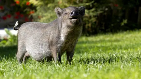 Pesta porcină africană, confirmată la mai mulți mistreți vânați în județul Vaslui