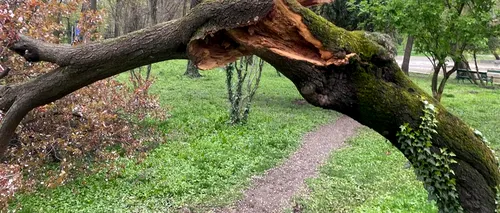 Sancțiuni DURE pentru cei care taie copacii fără avizul Primăriei București. Municipalitatea vrea să crească amenzile