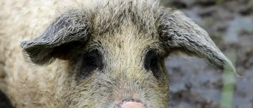 SPRIJIN. Guvernul a decis să-i plătească pe crescătorii de porci de reproducție din rasele Bazna şi/sau Mangaliţa. Cât bani vor primi aceștia și care sunt condițiile
