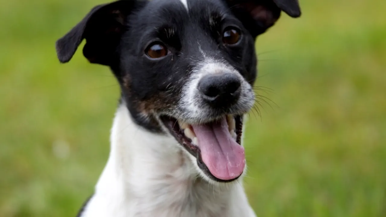 STUDIU. Câinii, mai inteligenți decât se credea până acum