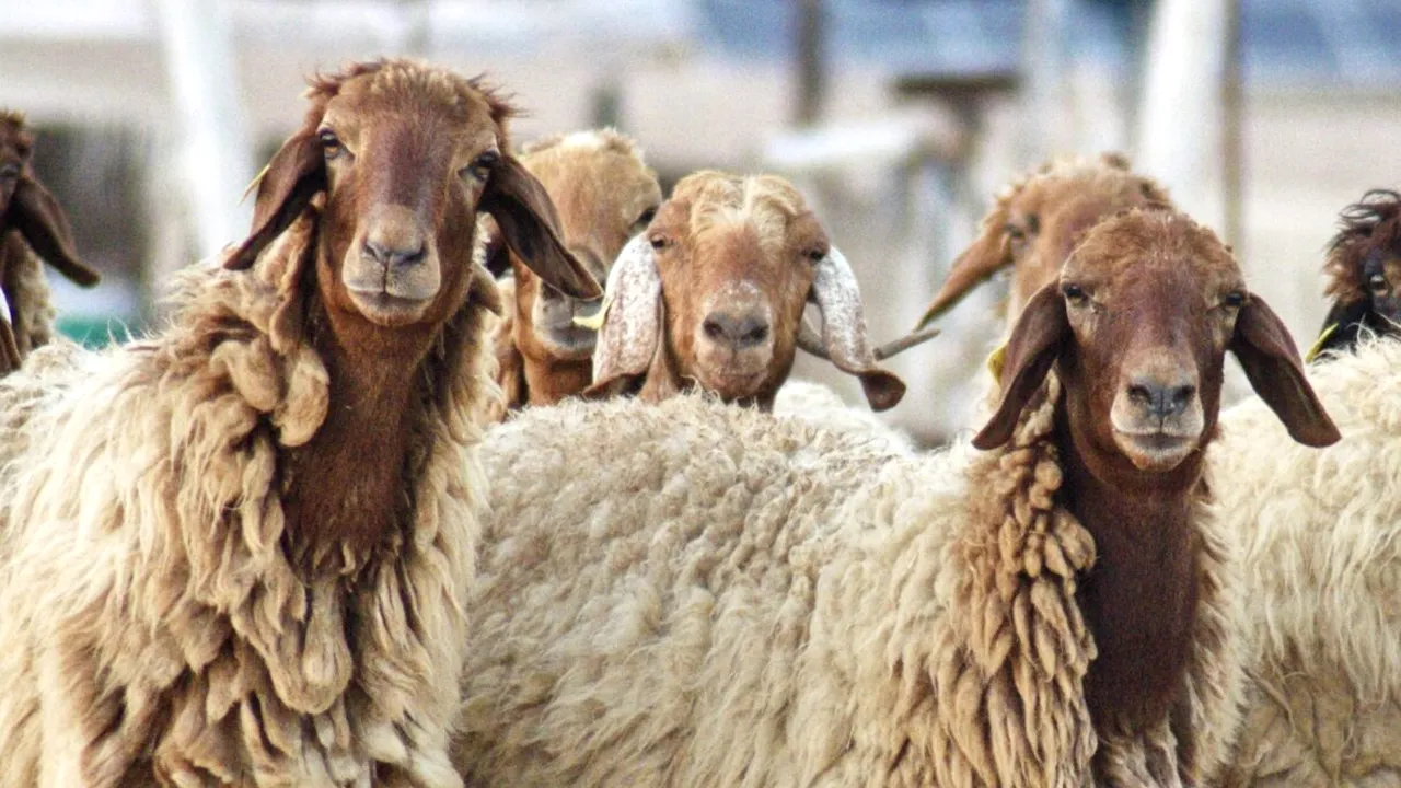 Caz șocant. Un român din Germania sacrifica oi într-un apartament închiriat. Uluitor de unde erau furate oile