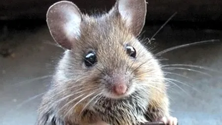 Zeci de persoane, rănite din cauza unui ȘOARECE într-o moschee din Maroc