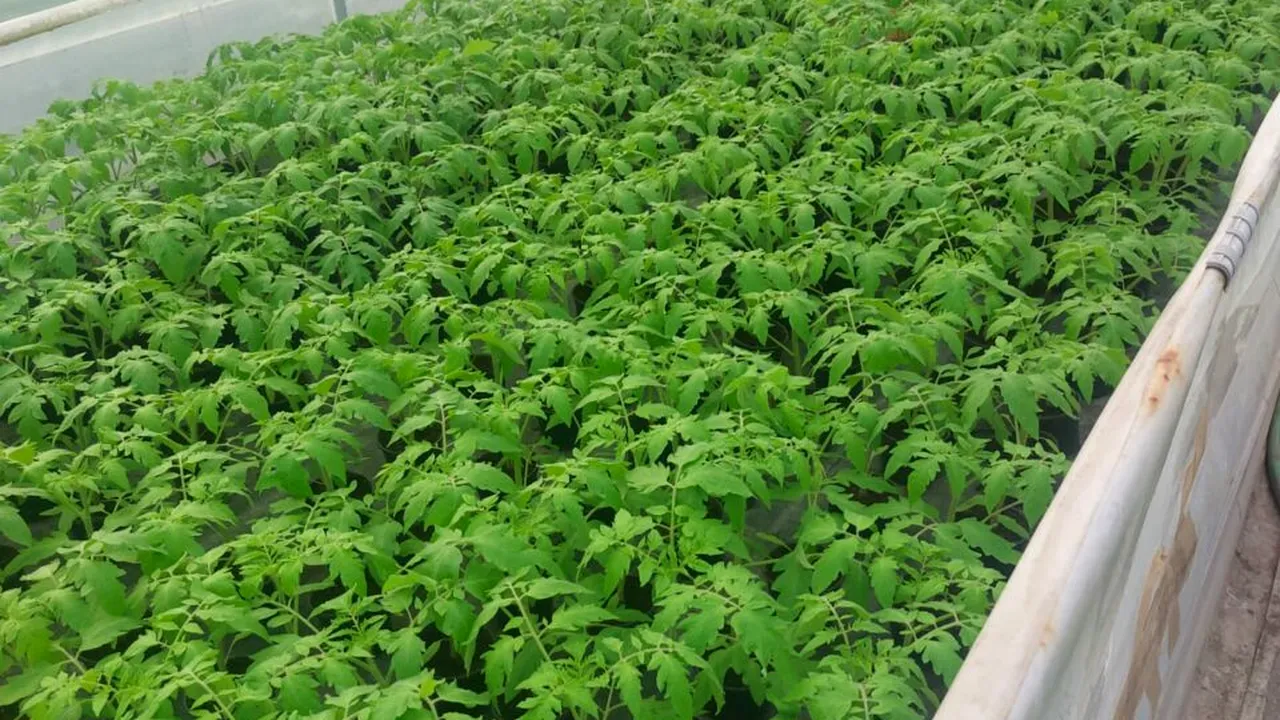 O nouă categorie de producători ar putea fi afectată de taxele Bolojan. Care ar putea fi efectul devastator asupra prețurilor alimentelor