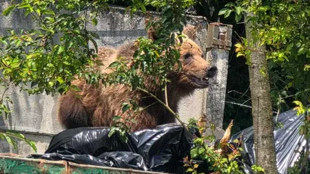 Un urs a fost împușcat în curtea unui spital din Brașov, după ce a intrat în containerul de gunoi. Nu a răspuns la semnalele acustice și luminoase
