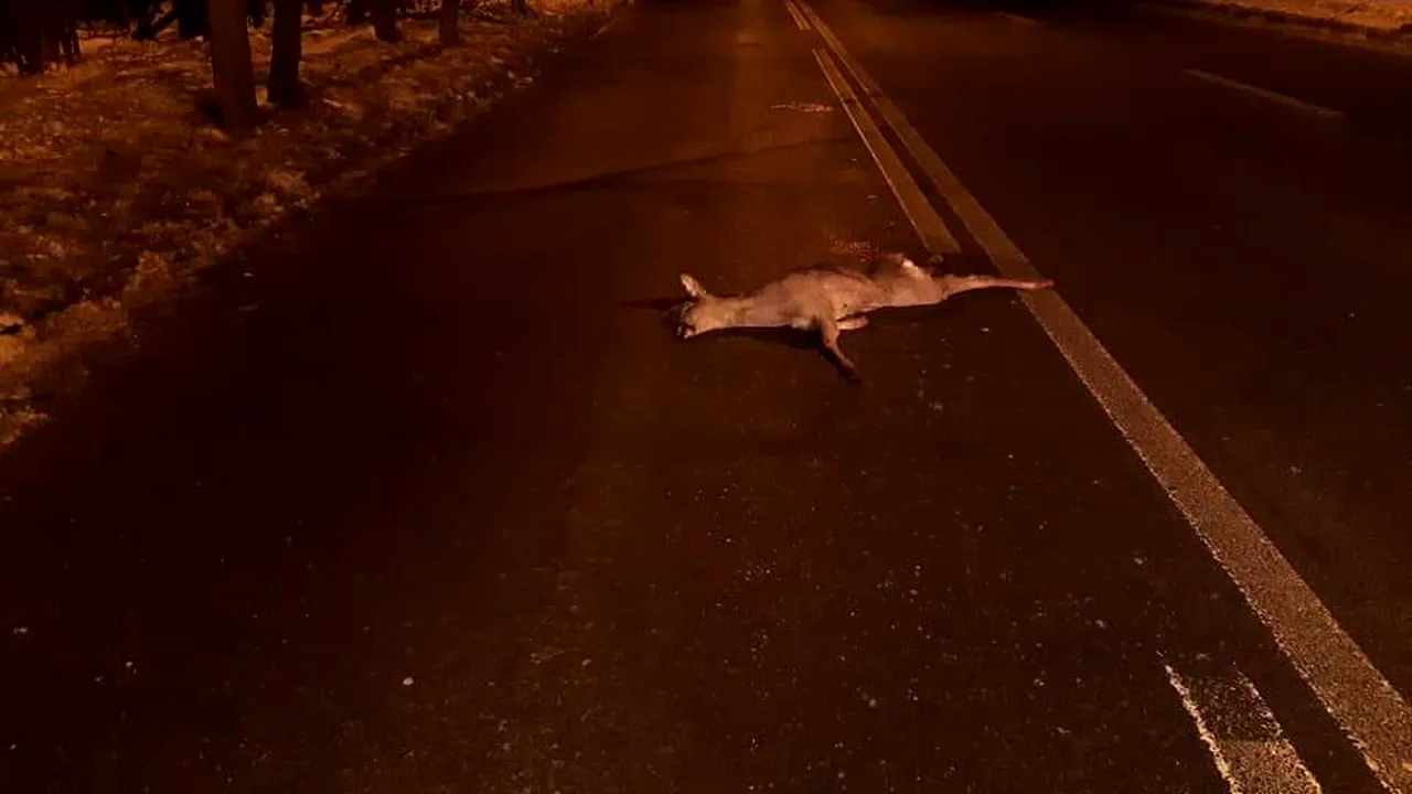 Căprioară lovită mortal de o mașină, în București