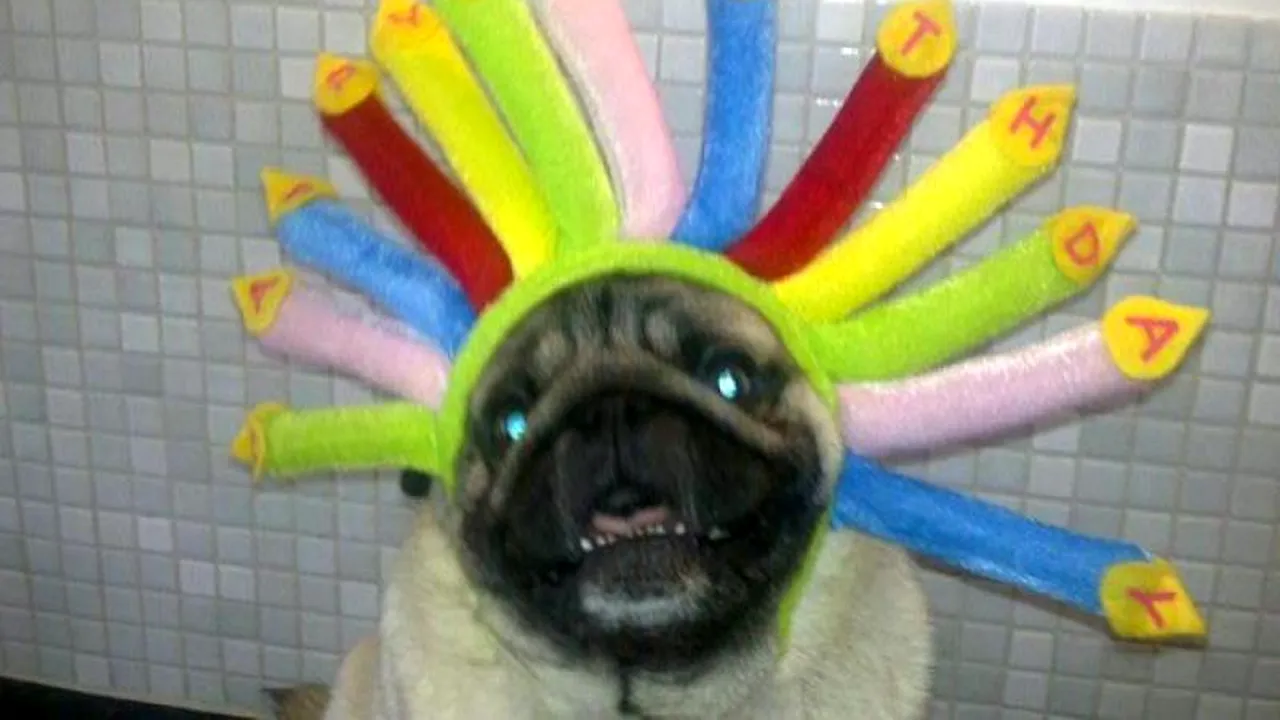 GALERIE FOTO. Cele mai ciudate fotografii cu animale de companie de pe Facebook 