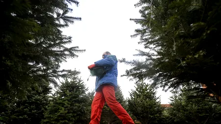 Brazi de Crăciun în GHIVECE. Direcția Silvică Bistrița protejează natura și NU TAIE pomi pentru comercializare